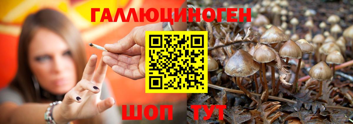 Псилоцибиновые грибы Cubensis  Галлюциногенные грибы MAGIC MUSHROOMS  Вход с VPN  Всеволожск 